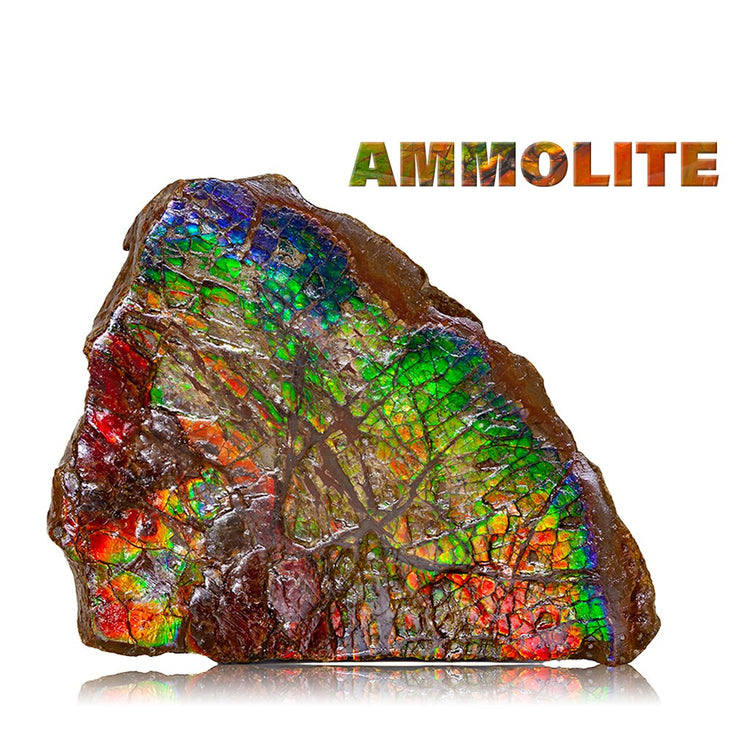 Rough Ammolite