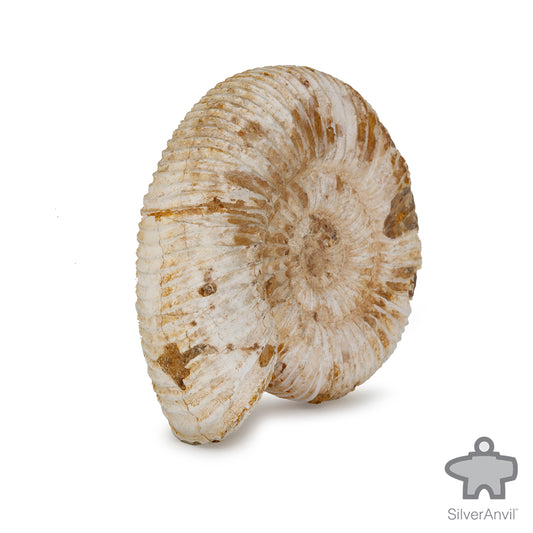 Ammonite