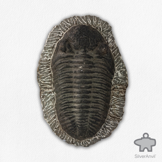 Phacops Trilobite
