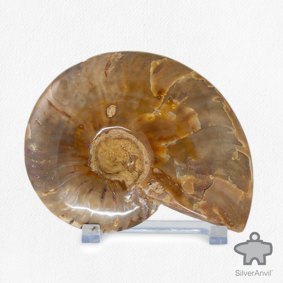 Opalised Ammonite Fossil