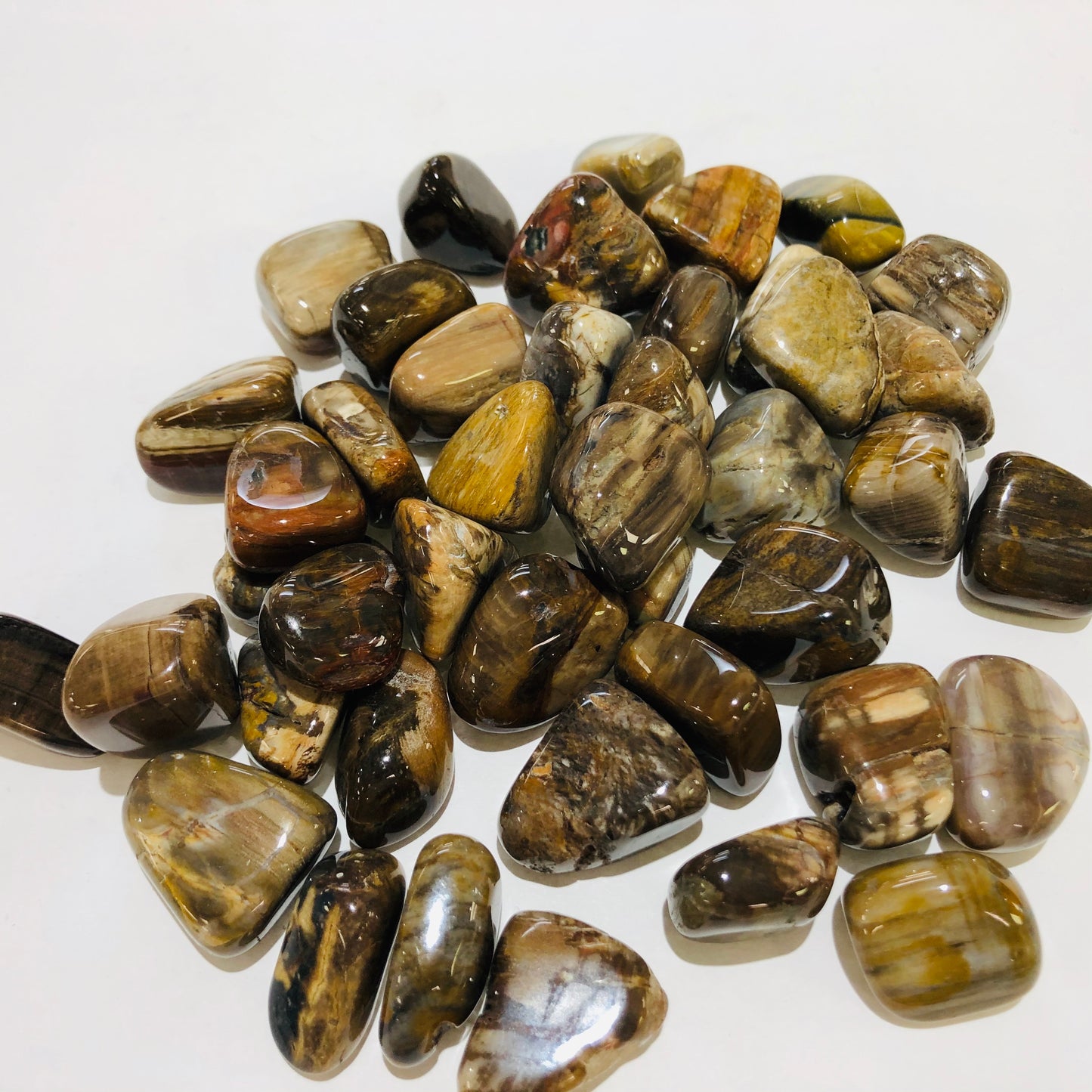 Petrified Wood