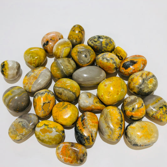 Bumble Bee Jasper