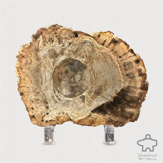 Petrified Wood Specimen