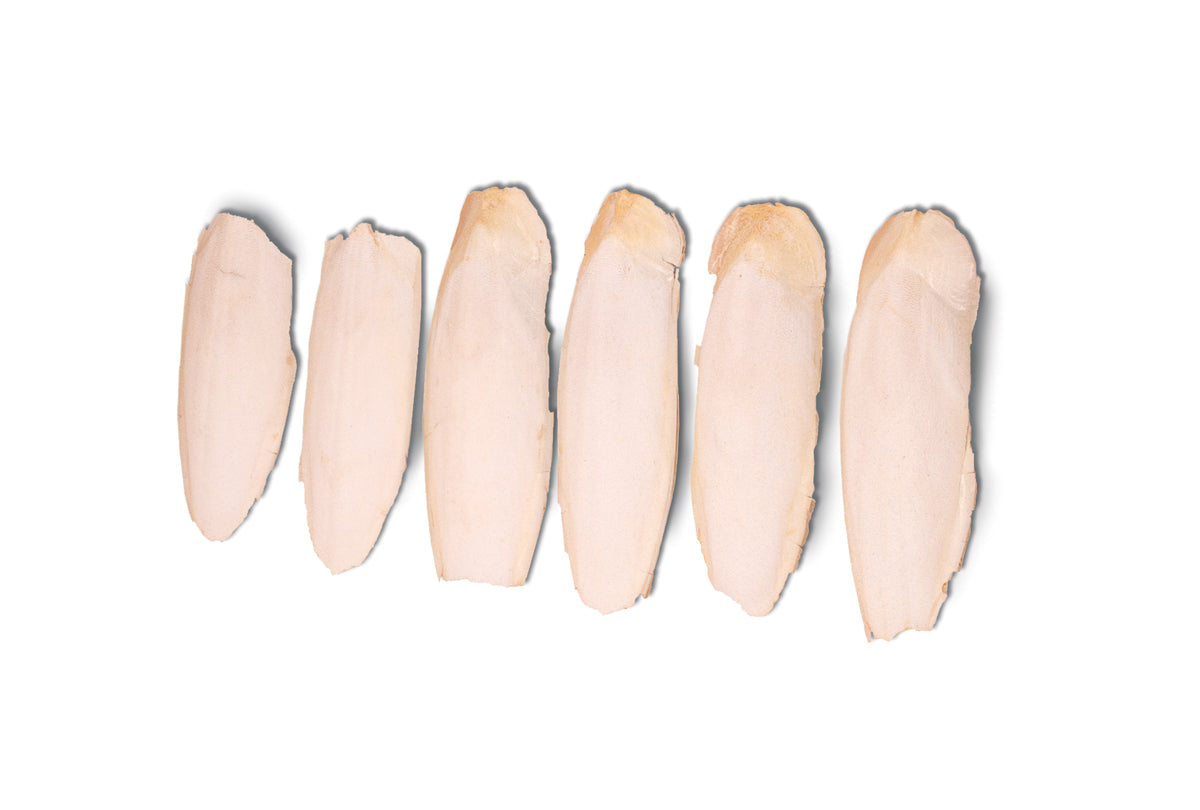 Cuttlefish Bone, Box of 6