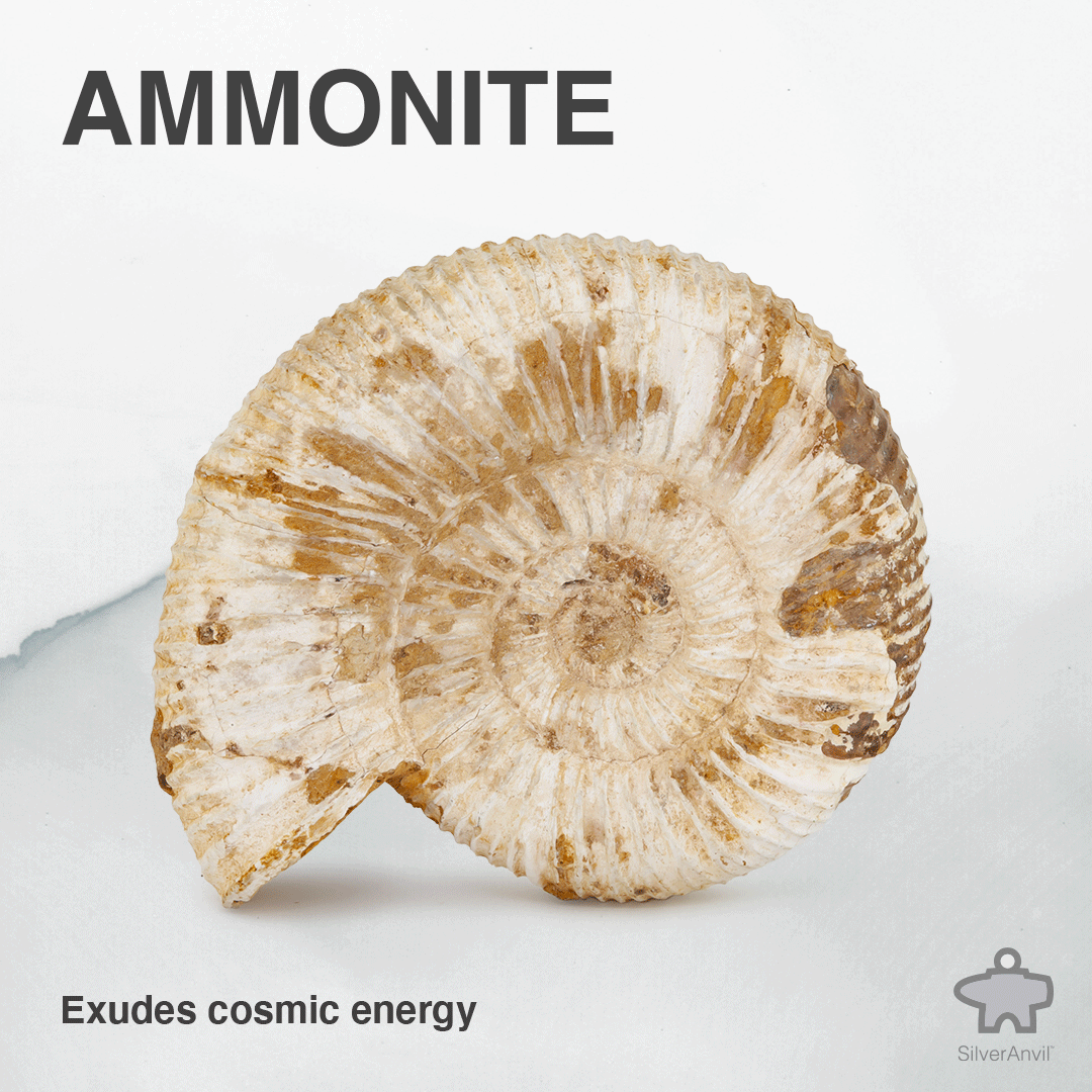 Ammonite