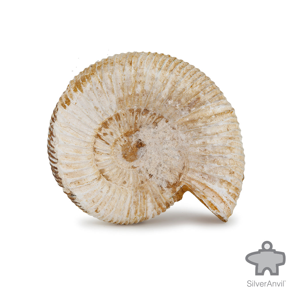 Ammonite