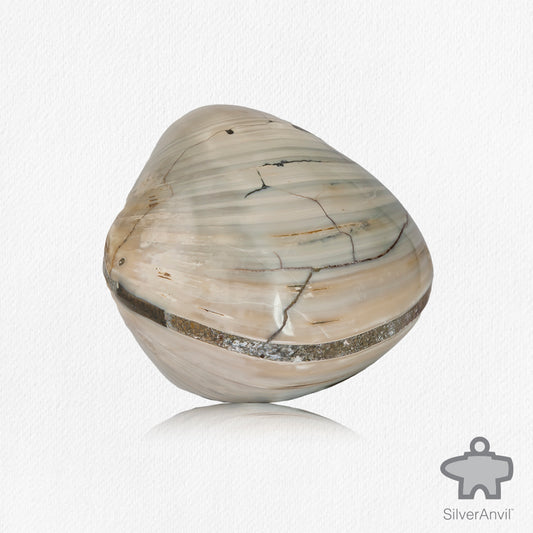 Fossilized Clams