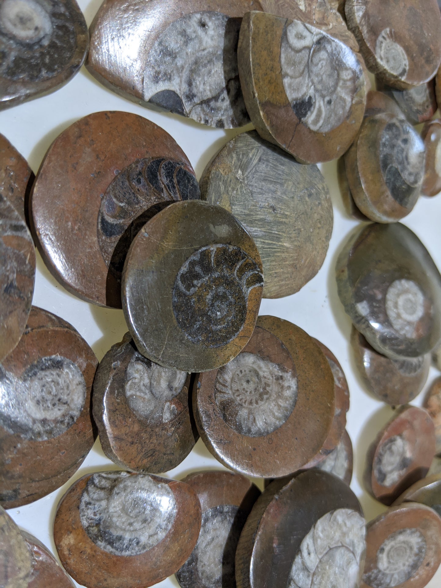 Ammonite button fossil