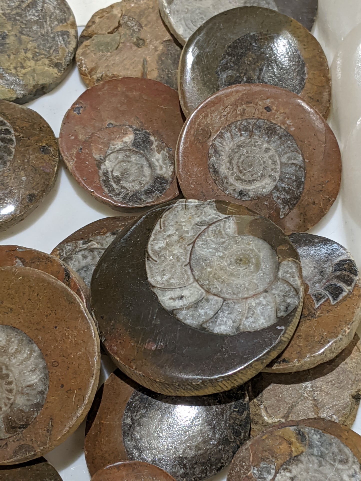 Ammonite button fossil