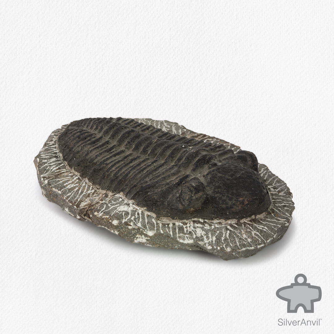 Phacops Trilobite