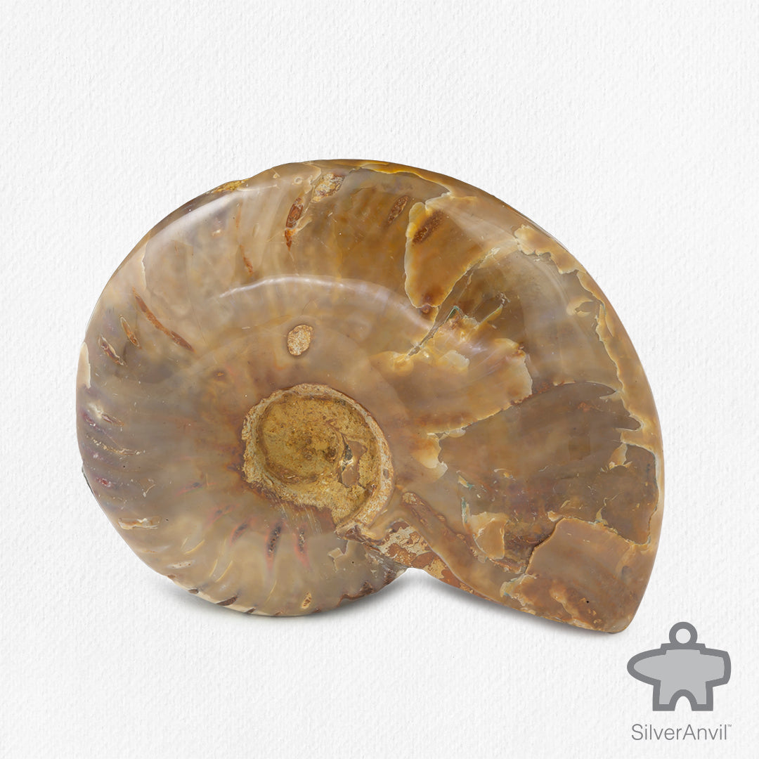 Opalised Ammonite Fossil