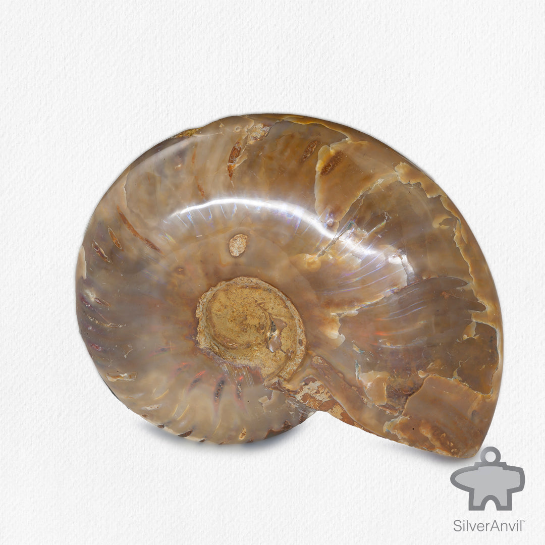 Opalised Ammonite Fossil