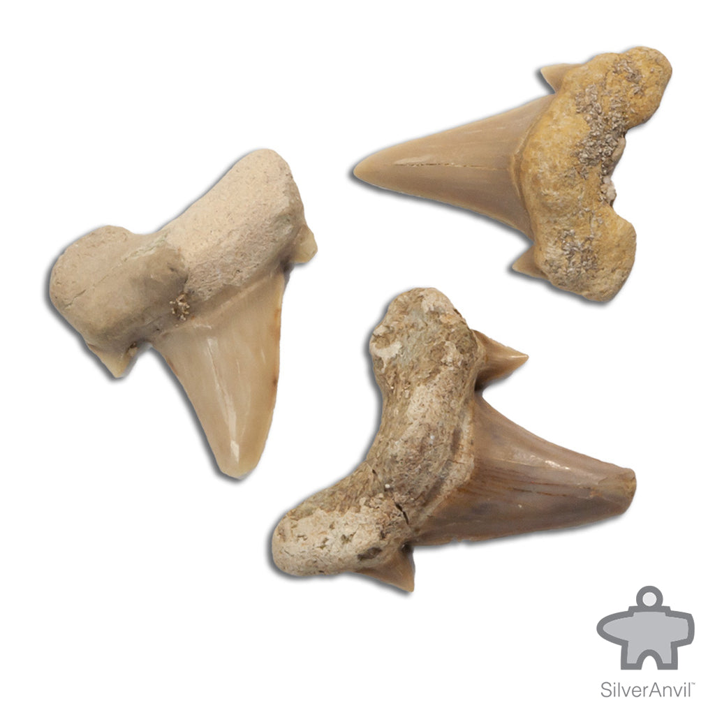 Fossilized Shark Teeth