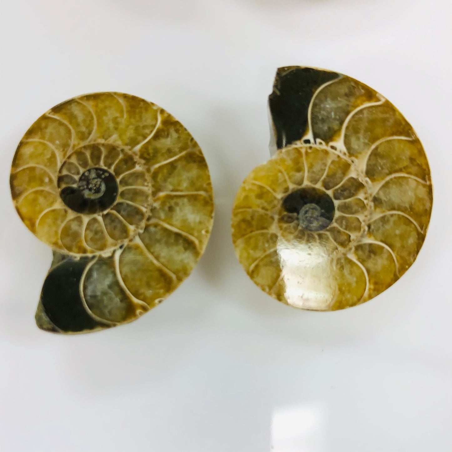 Ammonite polished Pairs