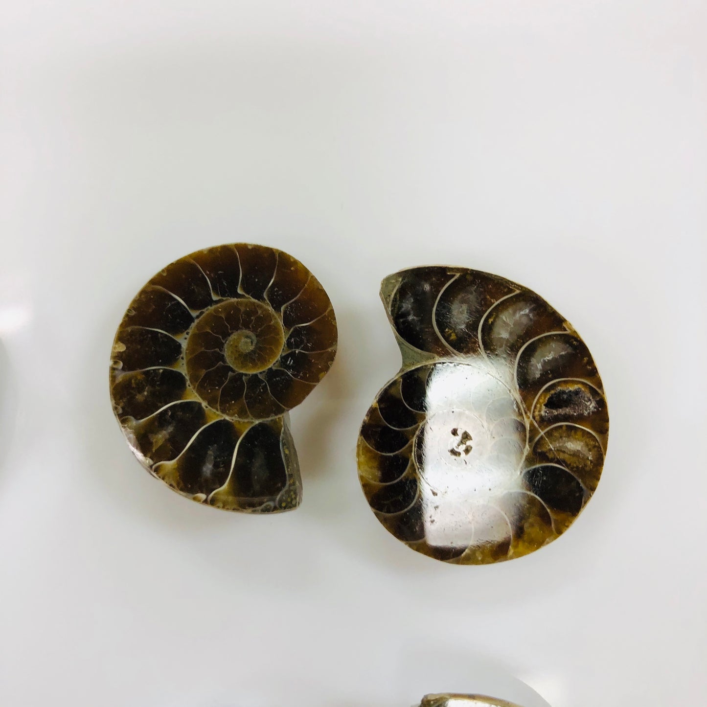 Ammonite polished Pairs